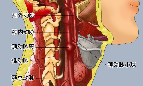 天门冬氨酸的功效和作用-天门冬氨酸注射液功效网 | 天门冬氨酸对人体的作用,天门冬氨酸钙的作用与效果