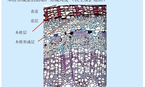 天门冬氨酸注射液功效网 | 天门冬氨酸对人体的作用,天门冬氨酸钙的作用与效果